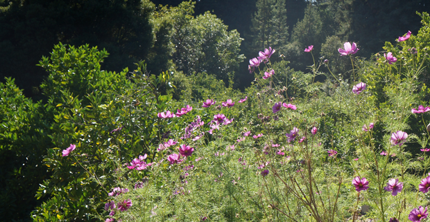 Les fleurs embellissent le paysage, créent de la biomasse et attirent les pollinisateurs.
