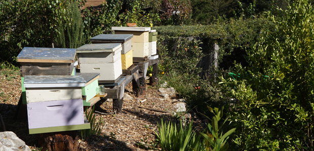 Les abeilles pollinisent le jardin sans relâche