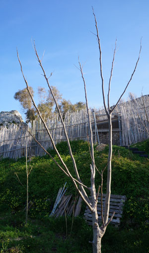 Le moringa oleifera, arbre aux multiples vertus