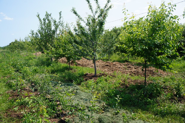 Les porte-greffes poussent entre les arbres  fruitiers plus matures