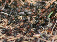 800px-allegheny_mound_ant_colony_at_fort_custer